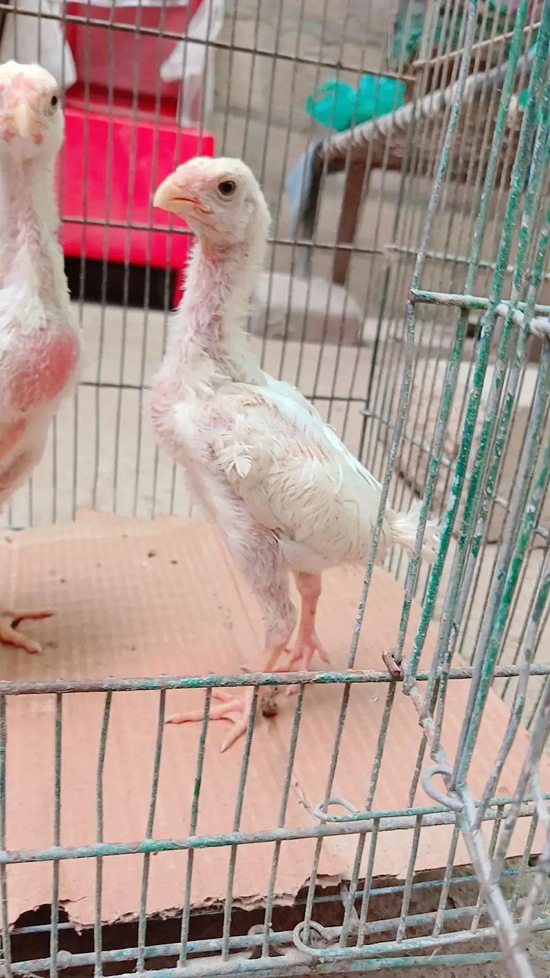 High quality king shamo 3 chicks for sale ( 6000 per piece) — photo 6