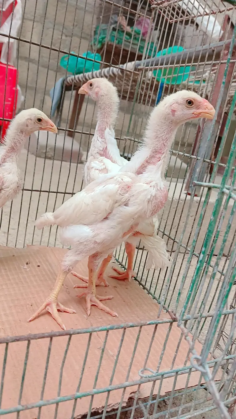 High quality king shamo 3 chicks for sale ( 6000 per piece) — photo 7