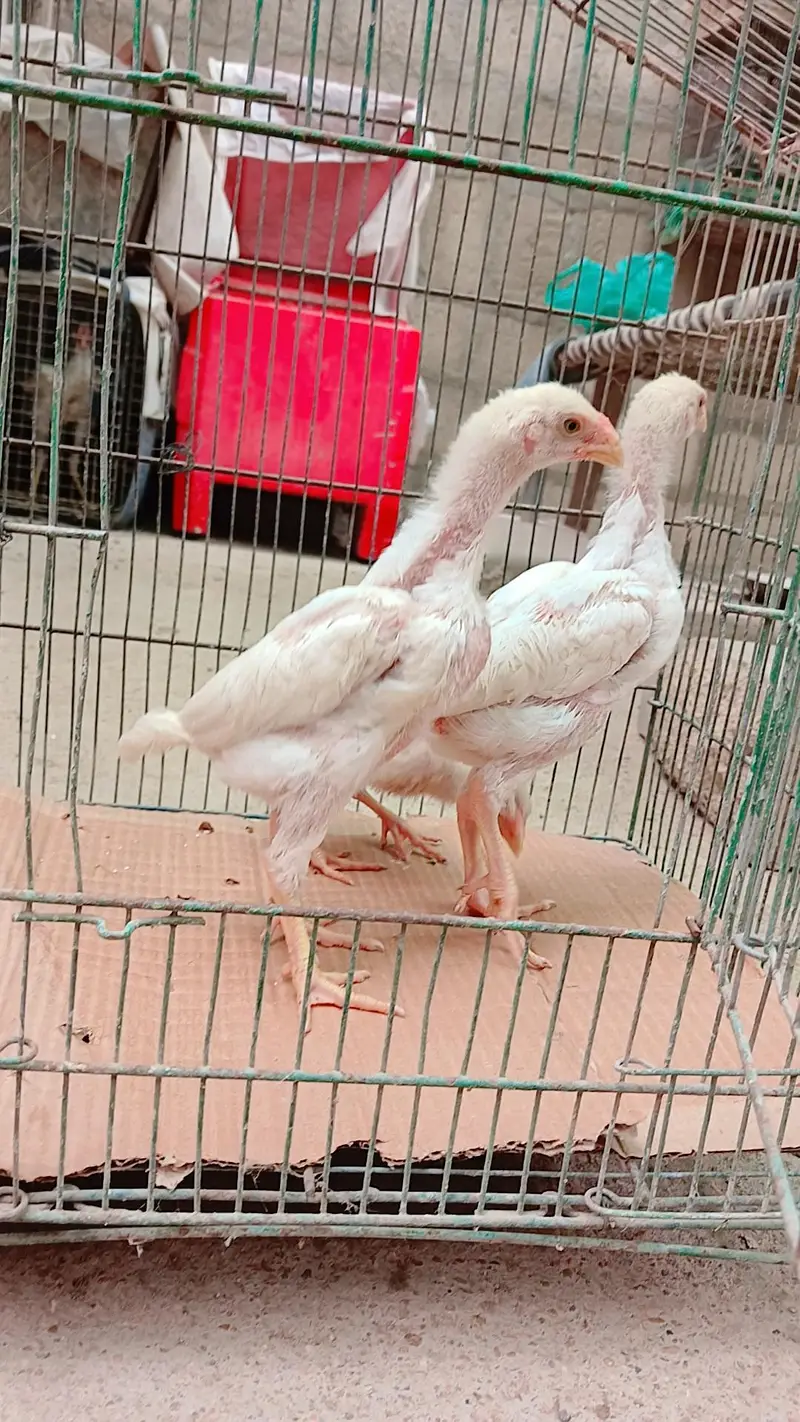 High quality king shamo 3 chicks for sale ( 6000 per piece) — photo 8