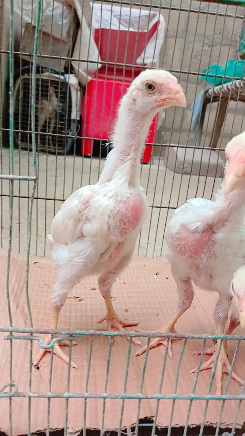 High quality king shamo 3 chicks for sale ( 6000 per piece) — photo 9