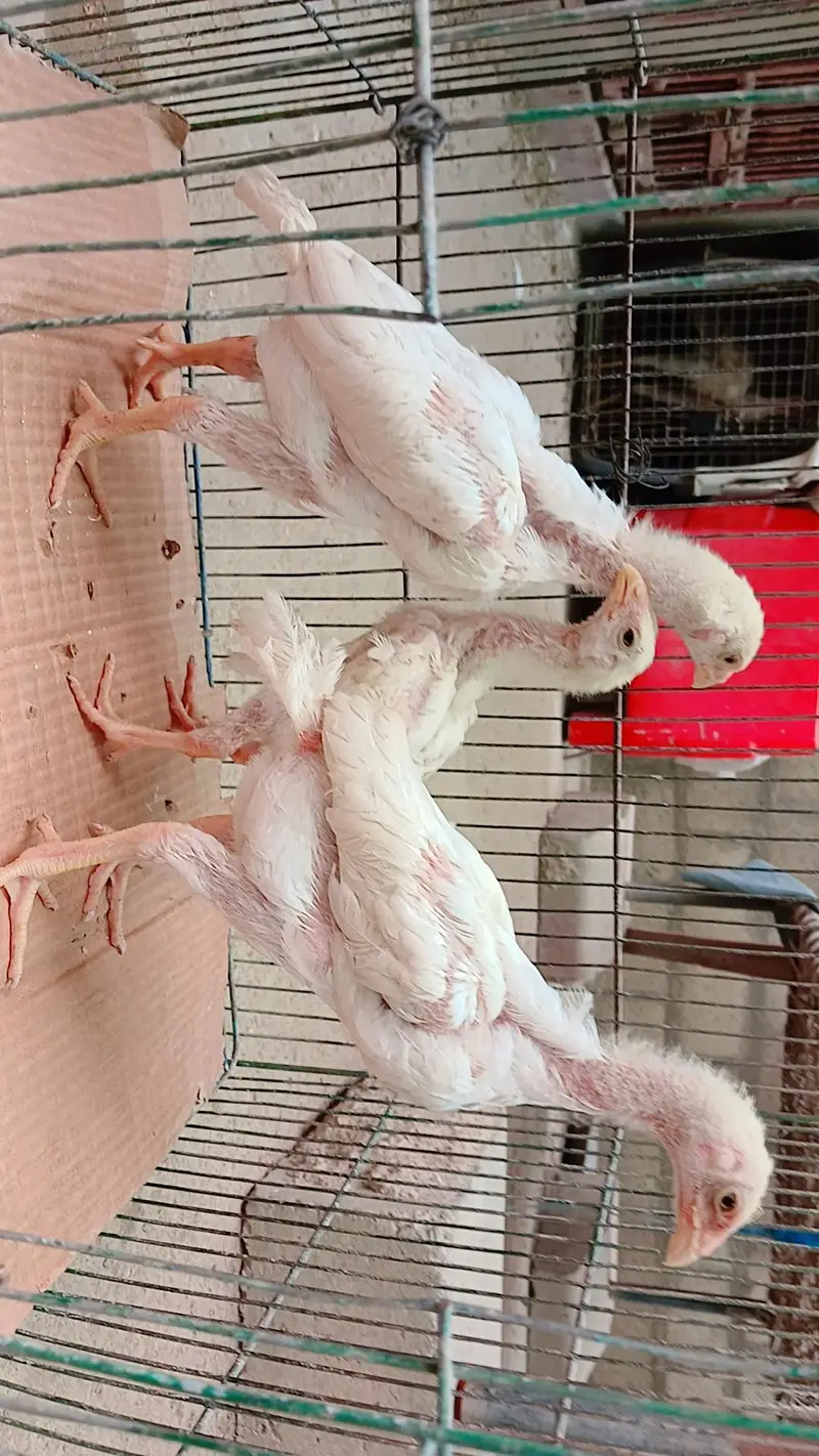 High quality king shamo 3 chicks for sale ( 6000 per piece) — photo 10