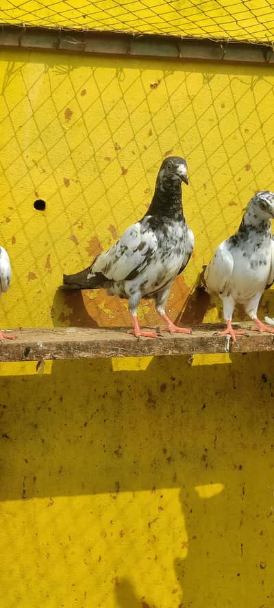 Baby pigeon for sale only 1000 pr