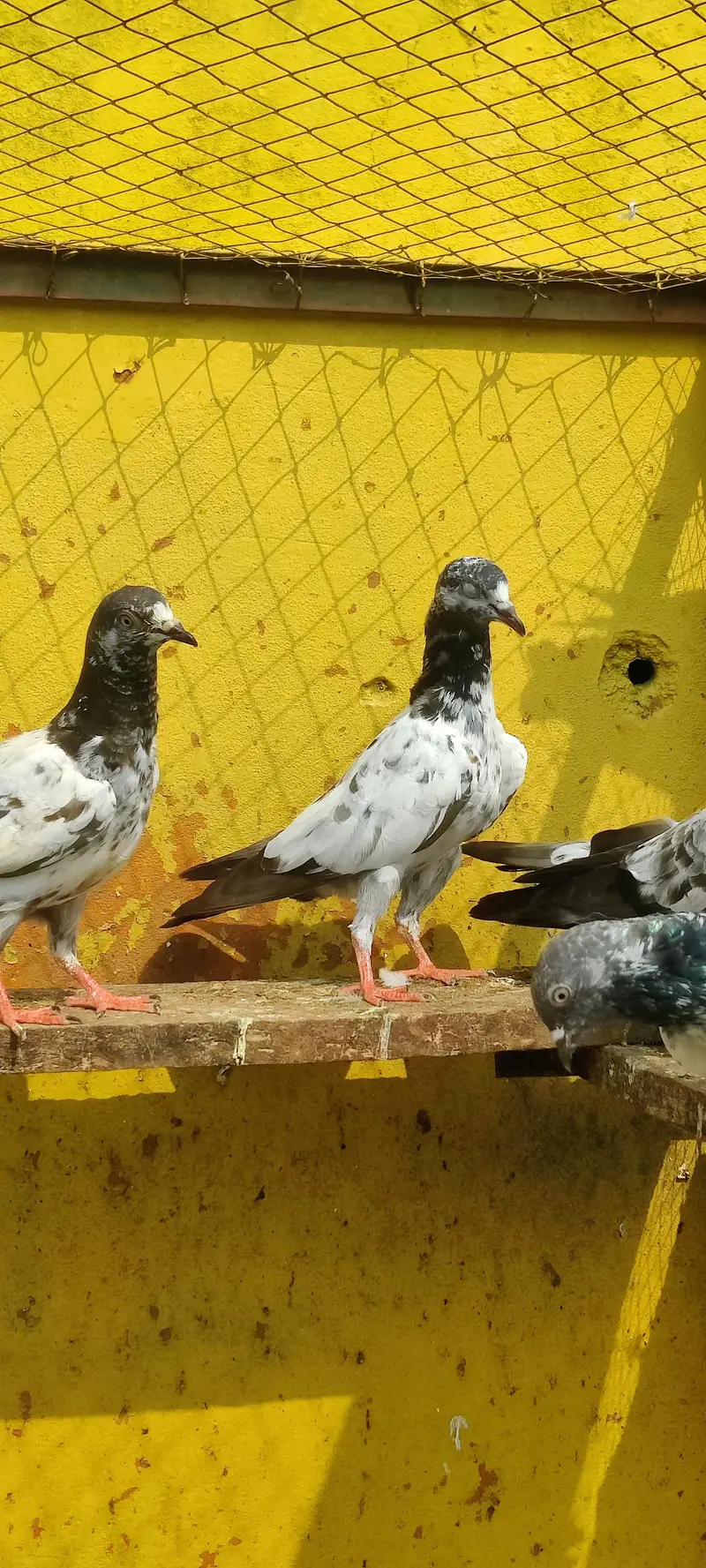 Baby pigeon for sale only 1000 pr — photo 2