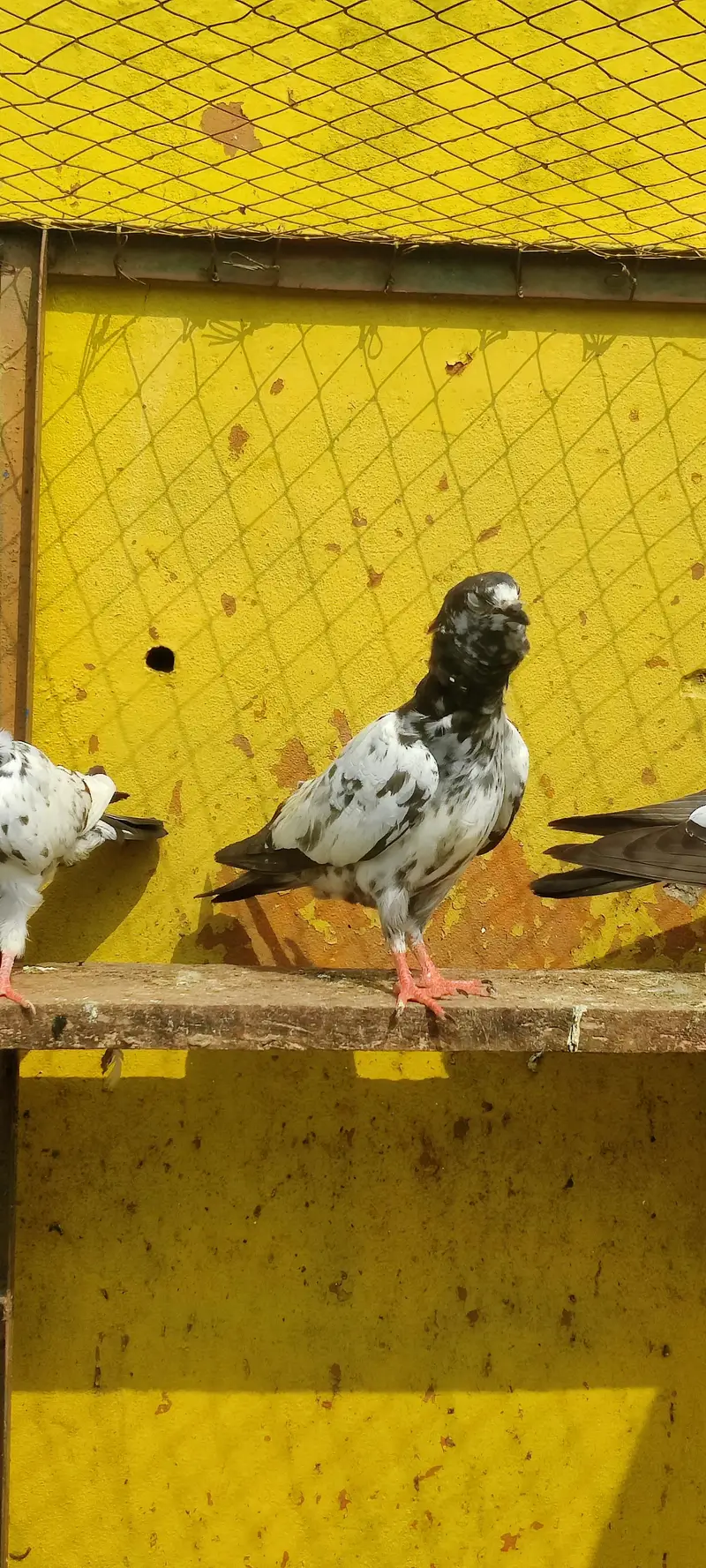 Baby pigeon for sale only 1000 pr — photo 3