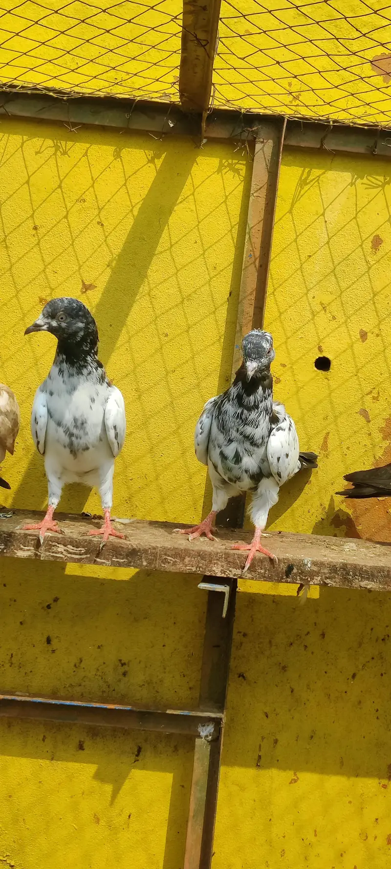 Baby pigeon for sale only 1000 pr — photo 4
