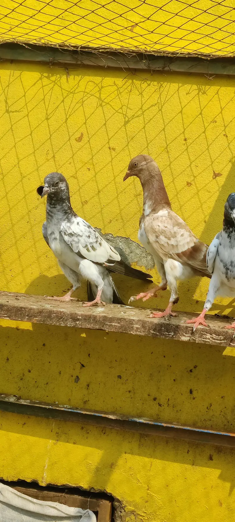 Baby pigeon for sale only 1000 pr — photo 5