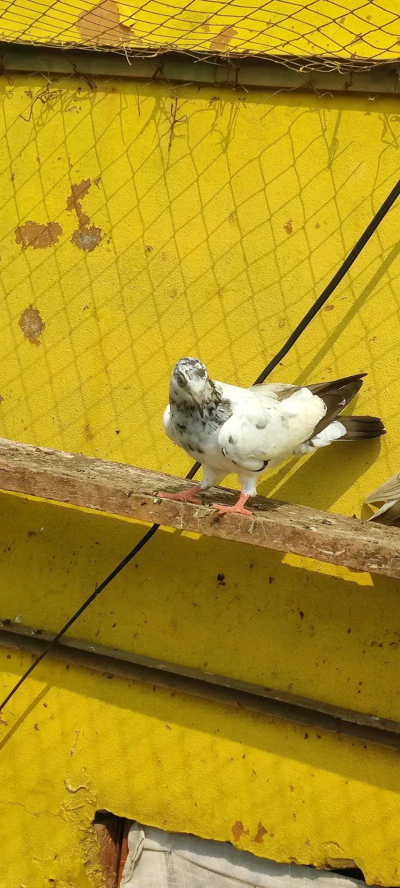 Baby pigeon for sale only 1000 pr — photo 6