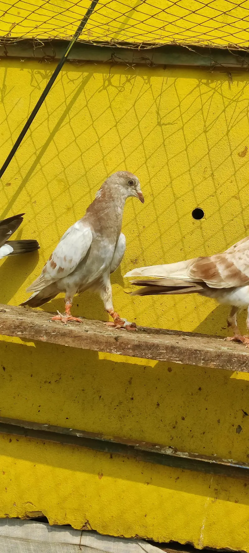 Baby pigeon for sale only 1000 pr — photo 7