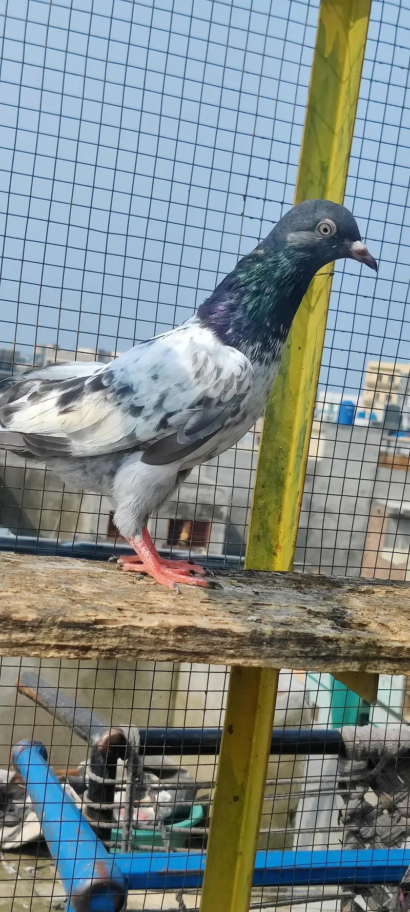 Baby pigeon for sale only 1000 pr — photo 8