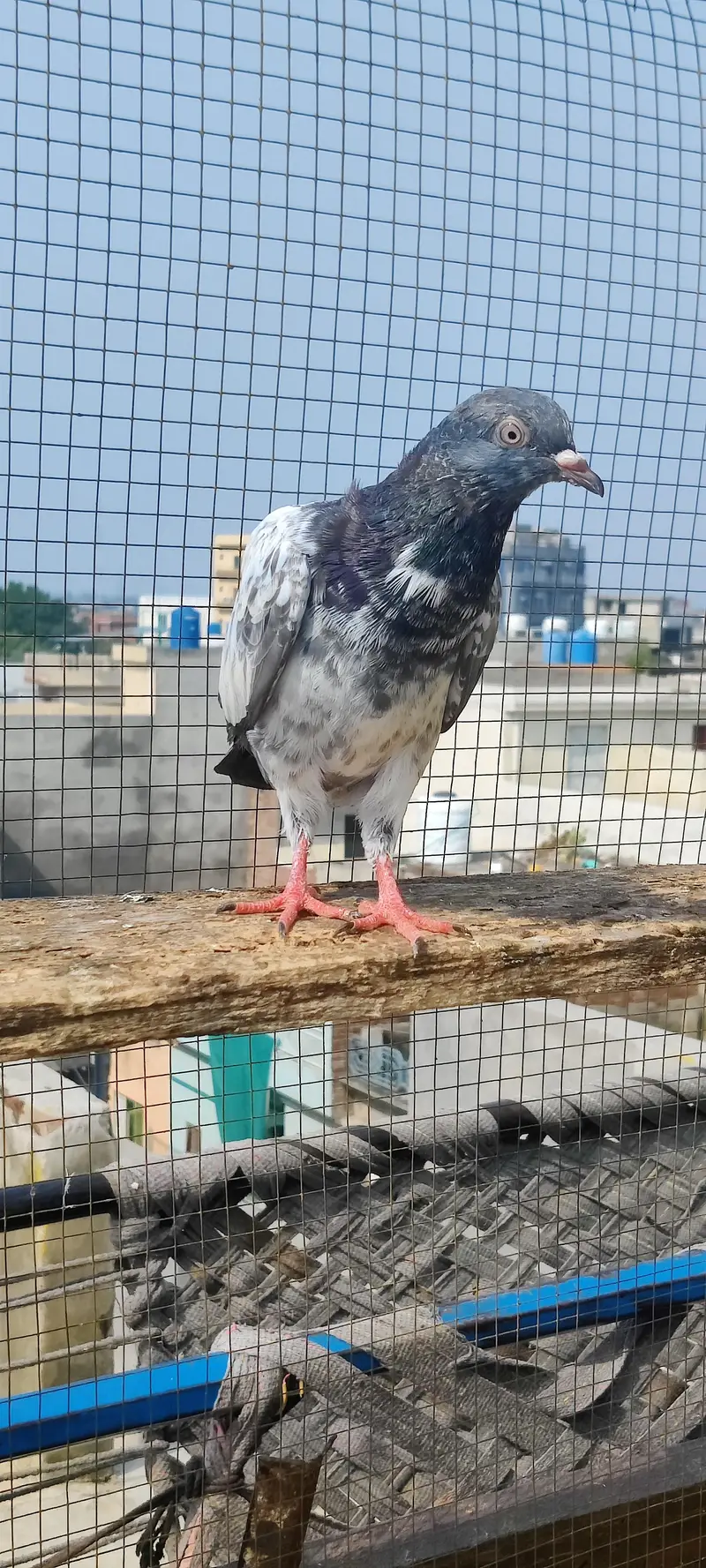 Baby pigeon for sale only 1000 pr — photo 9