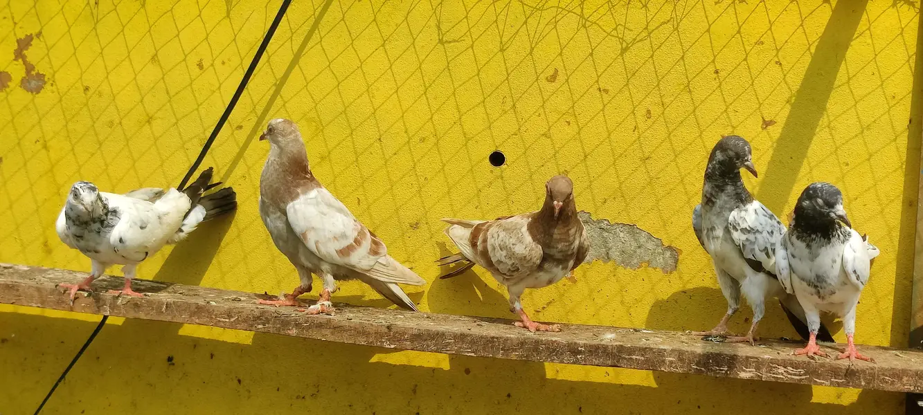 Baby pigeon for sale only 1000 pr — photo 10