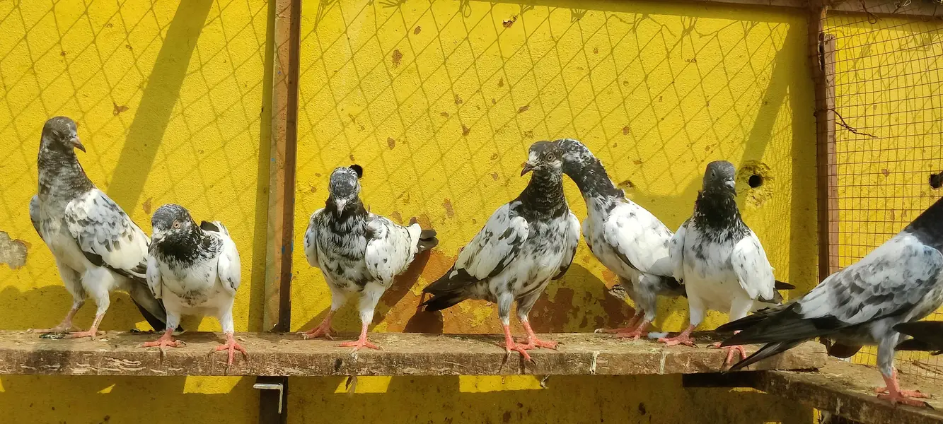 Baby pigeon for sale only 1000 pr — photo 11