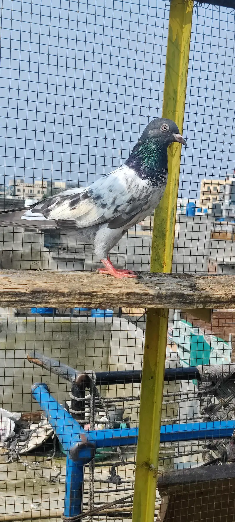 Baby pigeon for sale only 1000 pr — photo 12