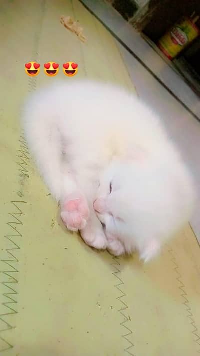 persion cat.  03455189545