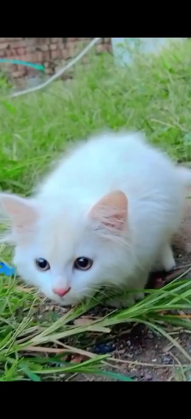 persion cat.  03455189545 — photo 3