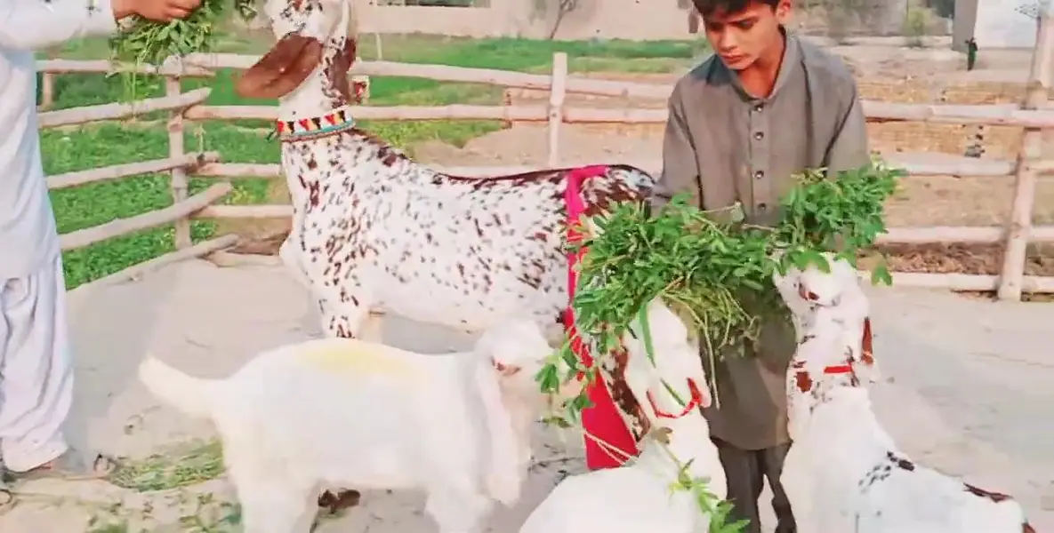 Makkah Chini Bakri 3 Bacchon Ka Sath Urgent for sale/ 03279583582 — photo 2