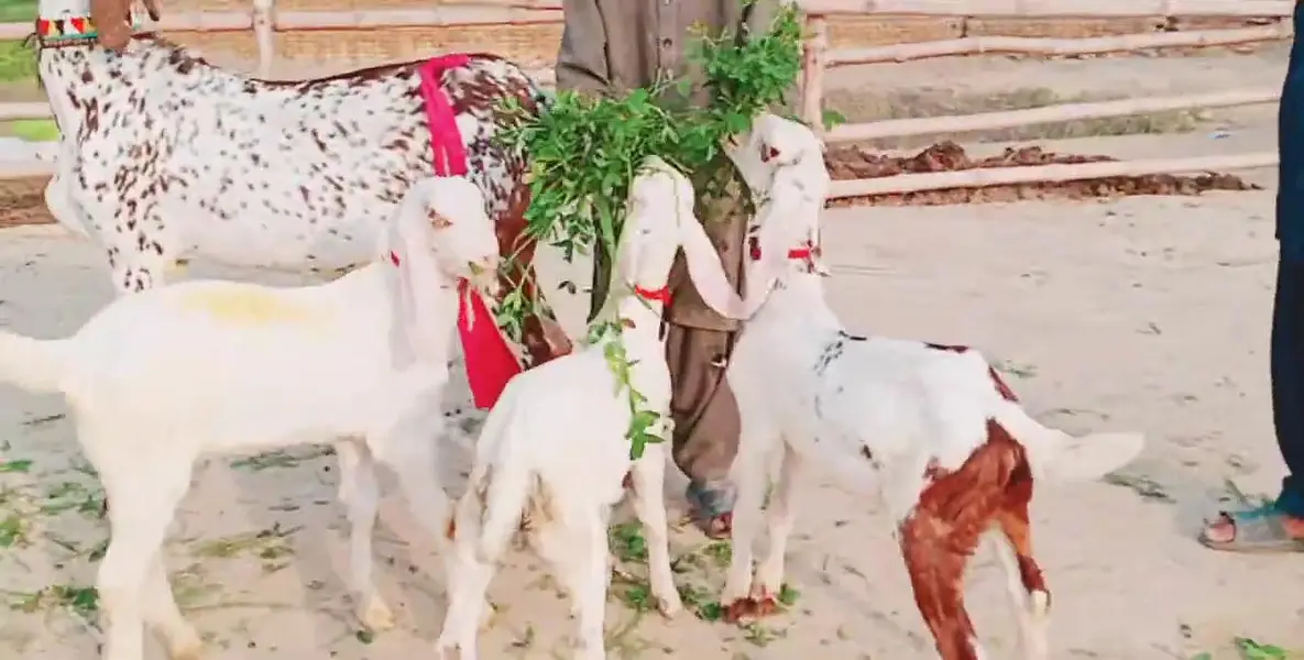Makkah Chini Bakri 3 Bacchon Ka Sath Urgent for sale/ 03279583582 — photo 3