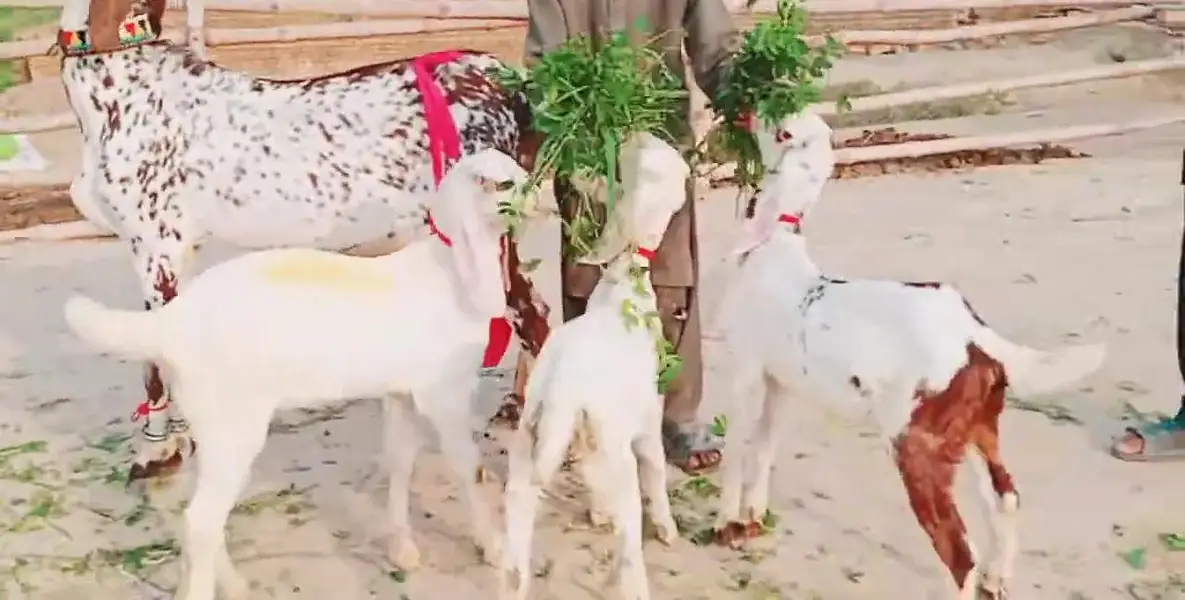 Makkah Chini Bakri 3 Bacchon Ka Sath Urgent for sale/ 03279583582 — photo 5