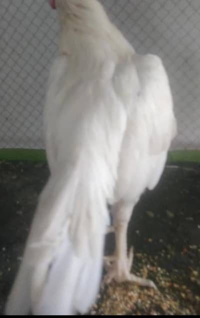 Pure Heera aseel 1 Murga 3 Murghiya available healthy and active