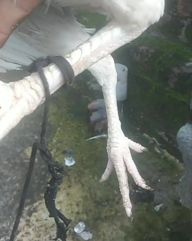 Pure Heera aseel 1 Murga 3 Murghiya available healthy and active — photo 2
