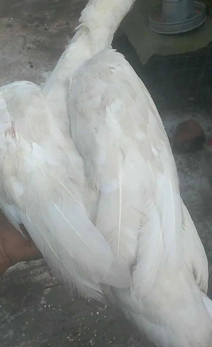 Pure Heera aseel 1 Murga 3 Murghiya available healthy and active — photo 5