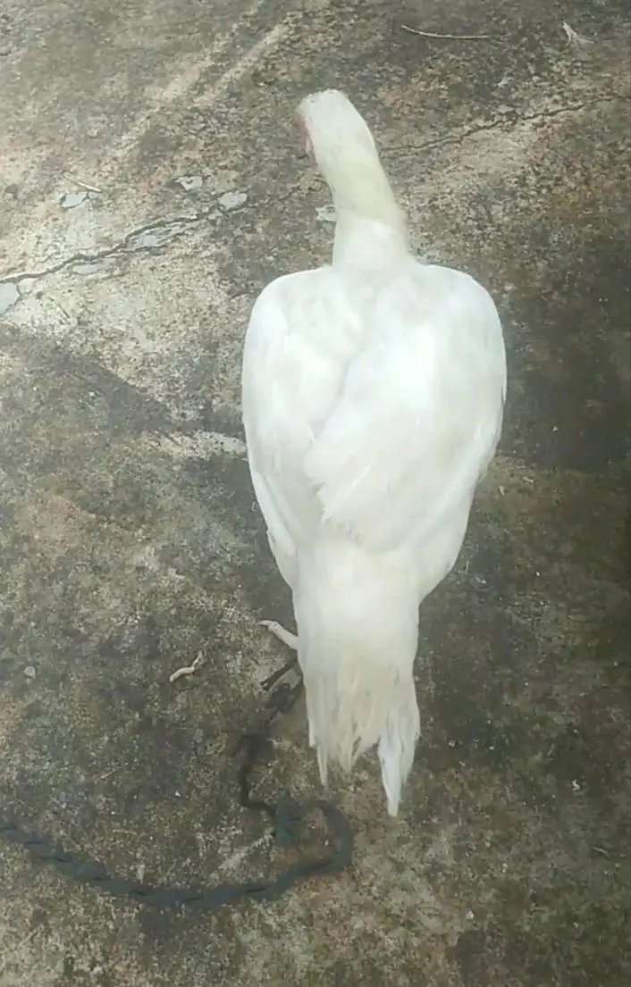 Pure Heera aseel 1 Murga 3 Murghiya available healthy and active — photo 7