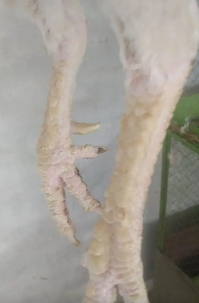 Pure Heera aseel 1 Murga 3 Murghiya available healthy and active — photo 8