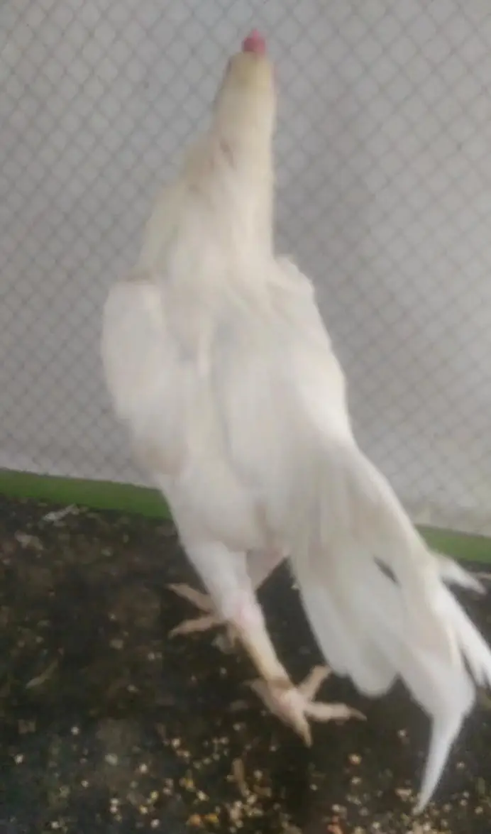 Pure Heera aseel 1 Murga 3 Murghiya available healthy and active — photo 10