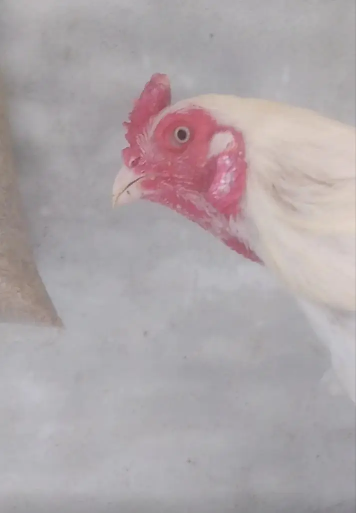 Pure Heera aseel 1 Murga 3 Murghiya available healthy and active — photo 11