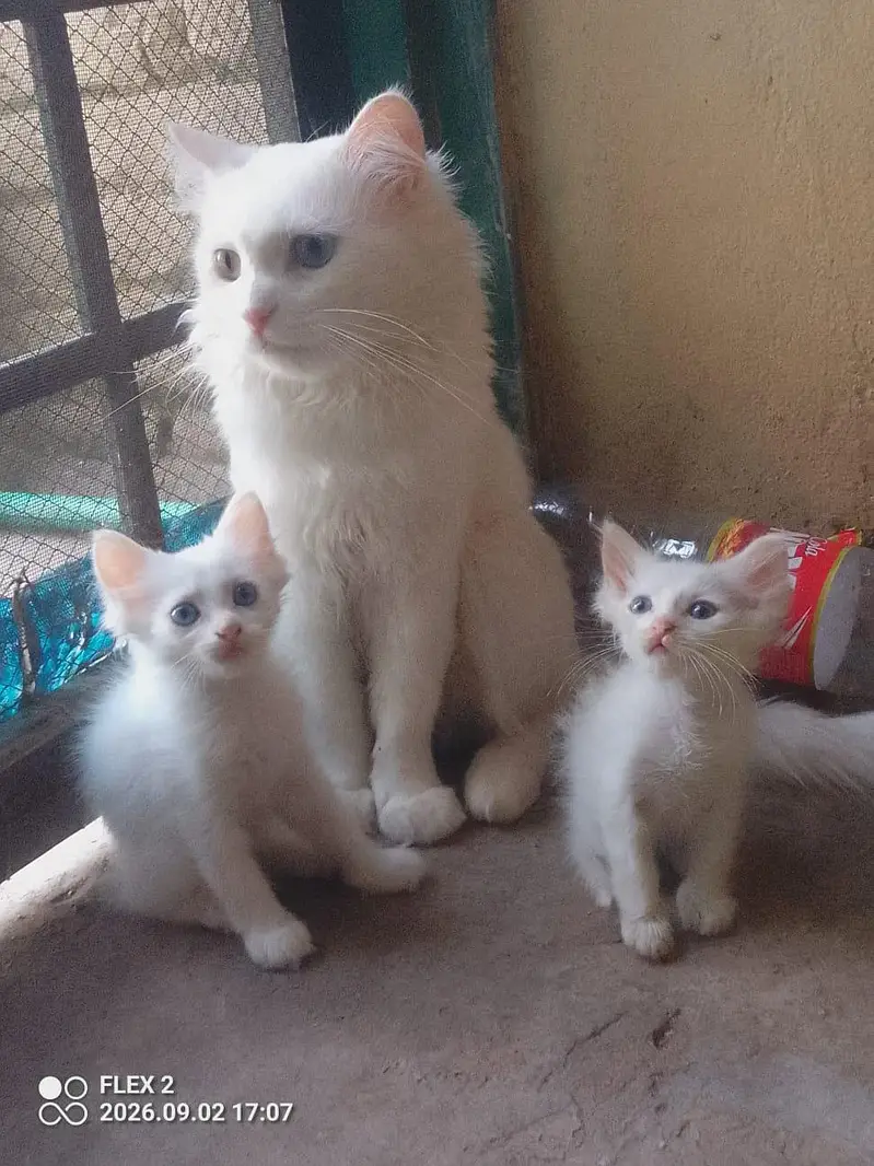 kiten pair pershian
