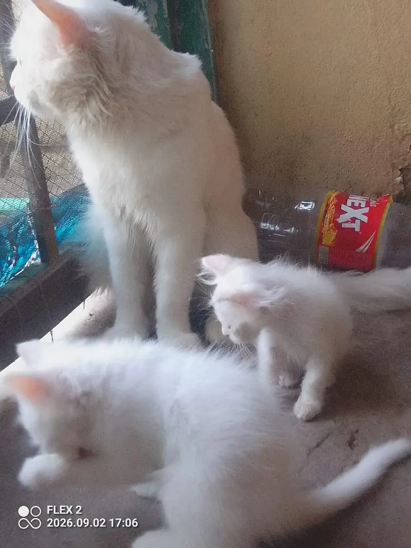 kiten pair pershian — photo 2