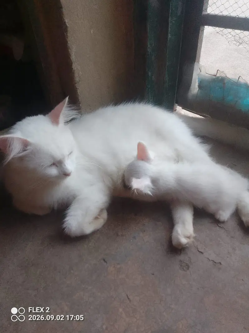 kiten pair pershian — photo 3