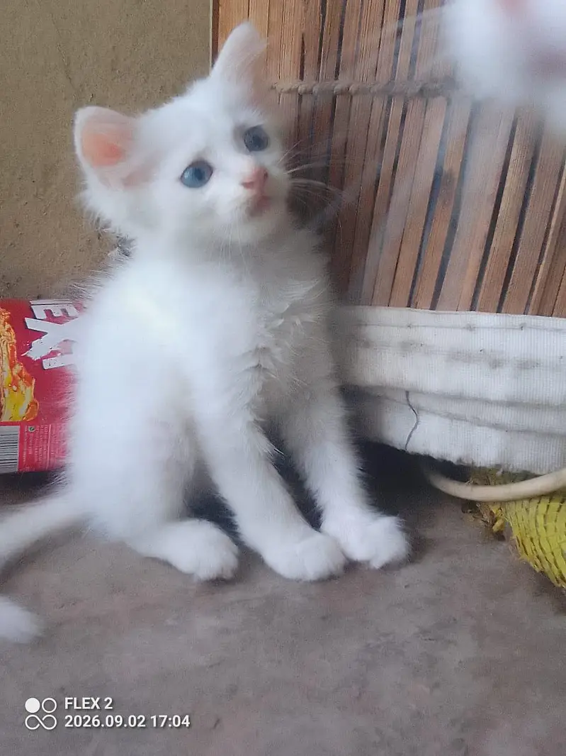 kiten pair pershian — photo 4