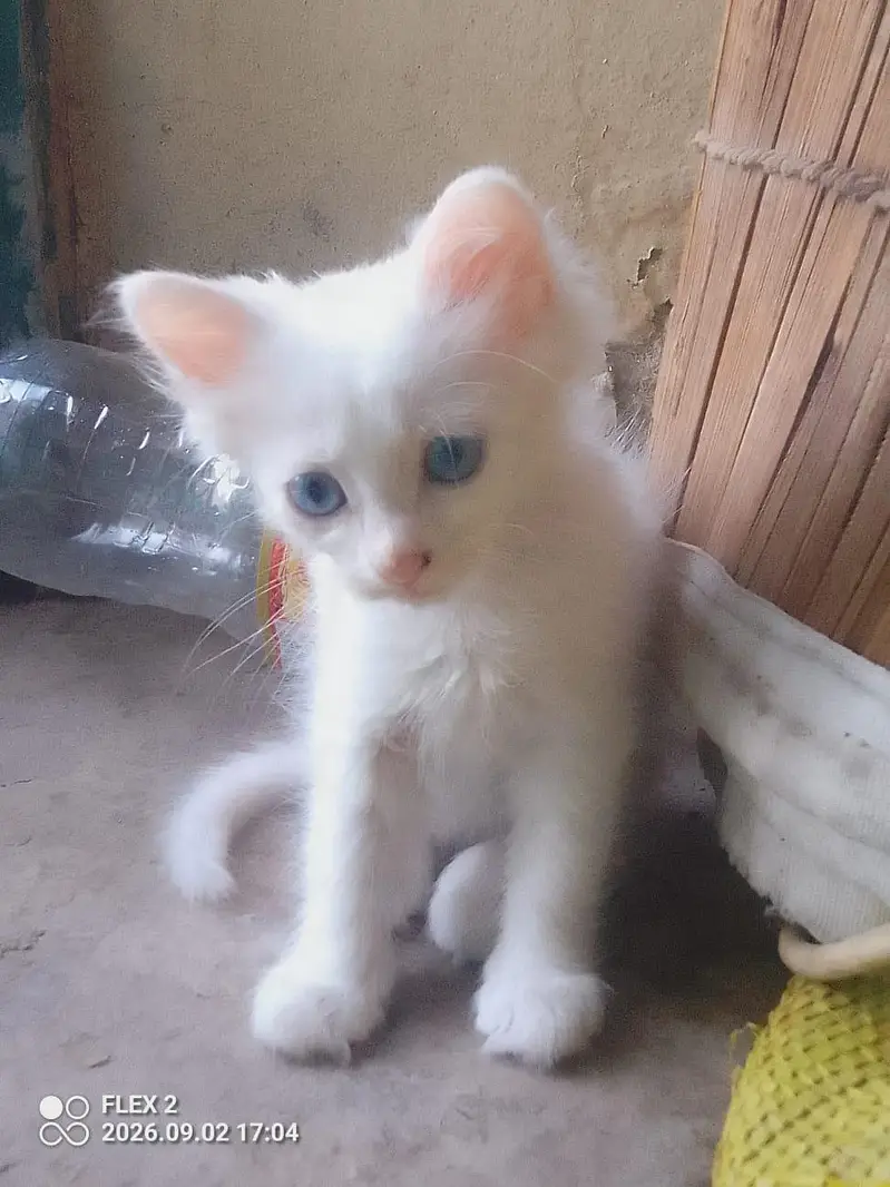 kiten pair pershian — photo 5