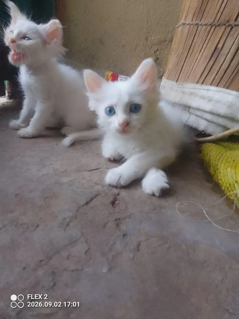 kiten pair pershian — photo 6