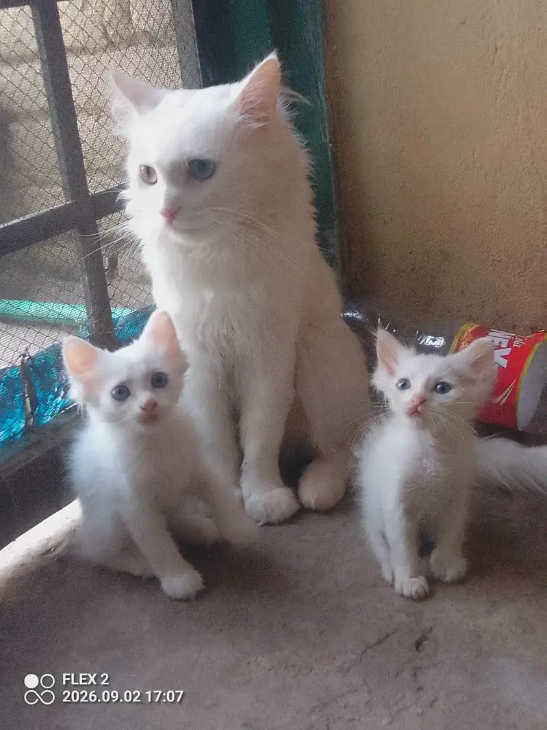 kiten pair pershian — photo 7
