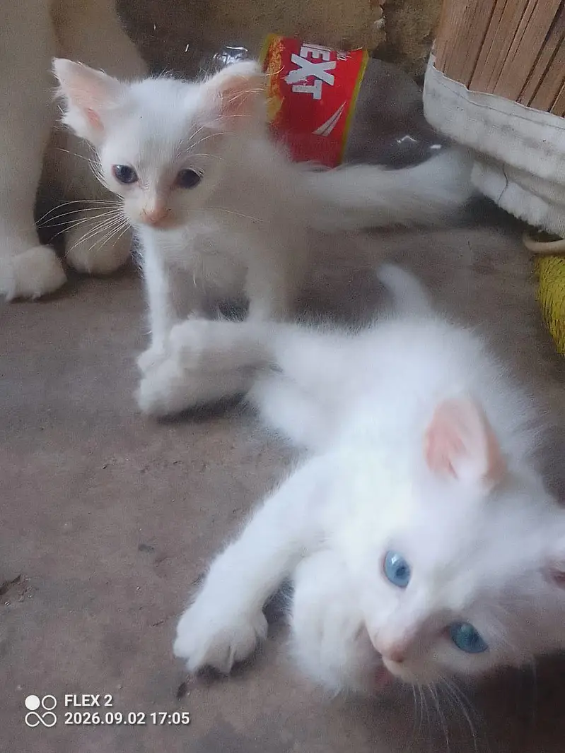 kiten pair pershian — photo 8