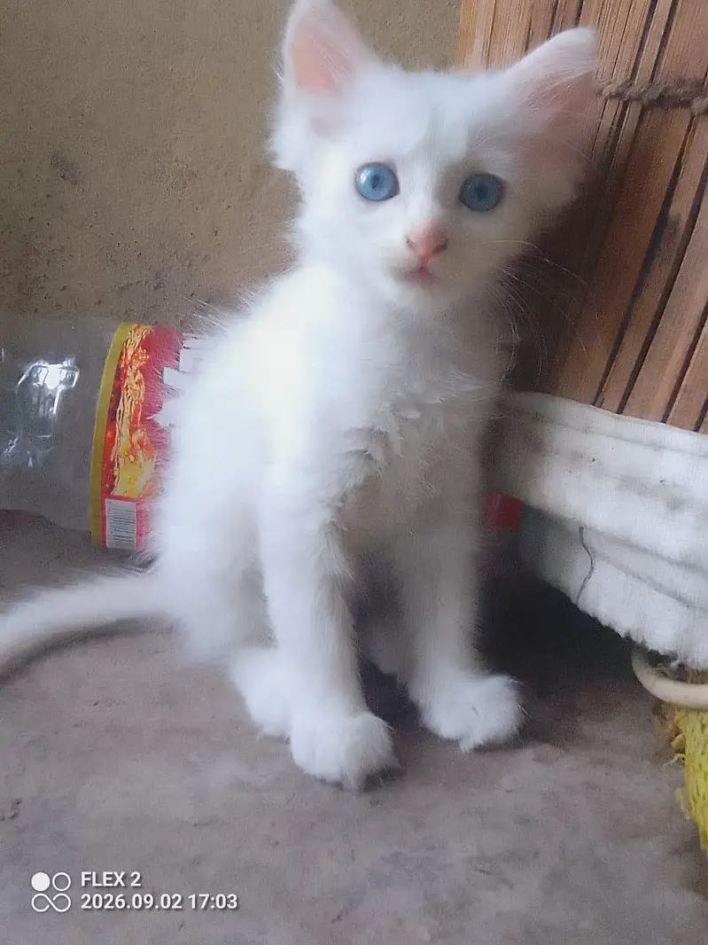 kiten pair pershian — photo 9