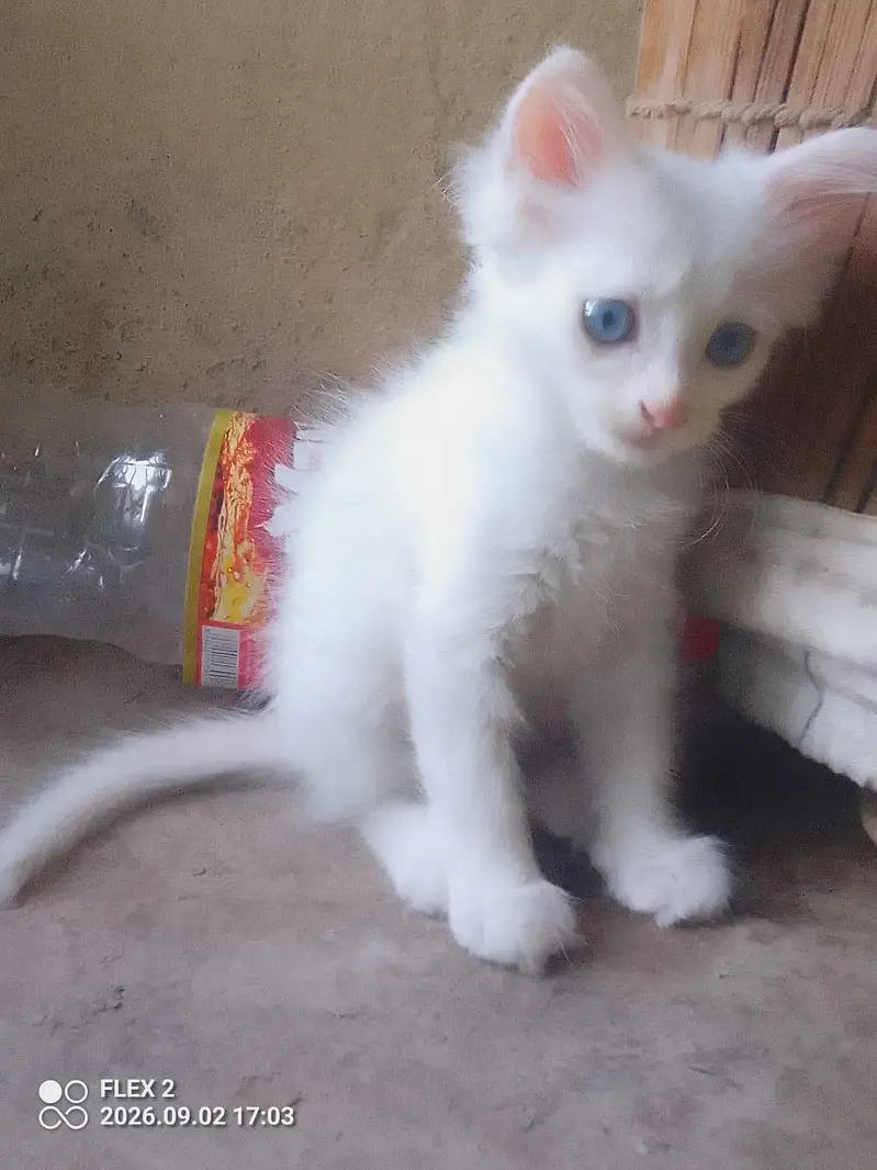 kiten pair pershian — photo 10