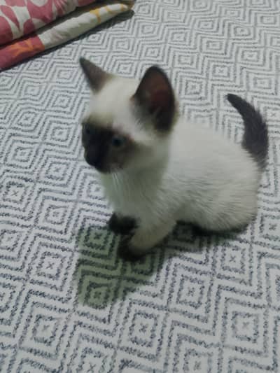 siamese