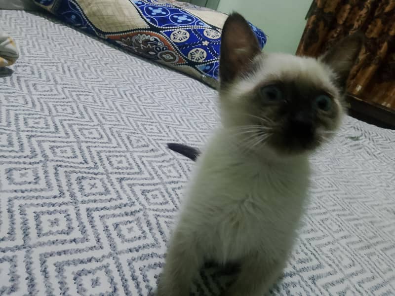 siamese 1