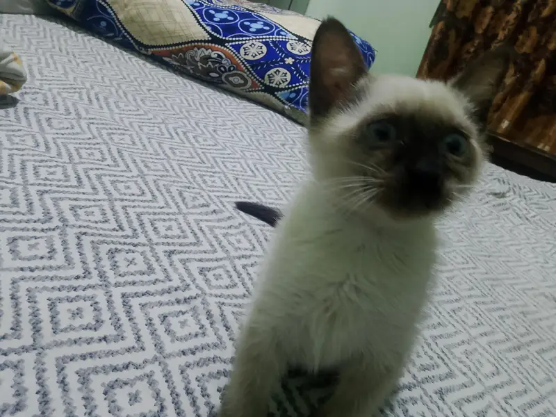 siamese — photo 2