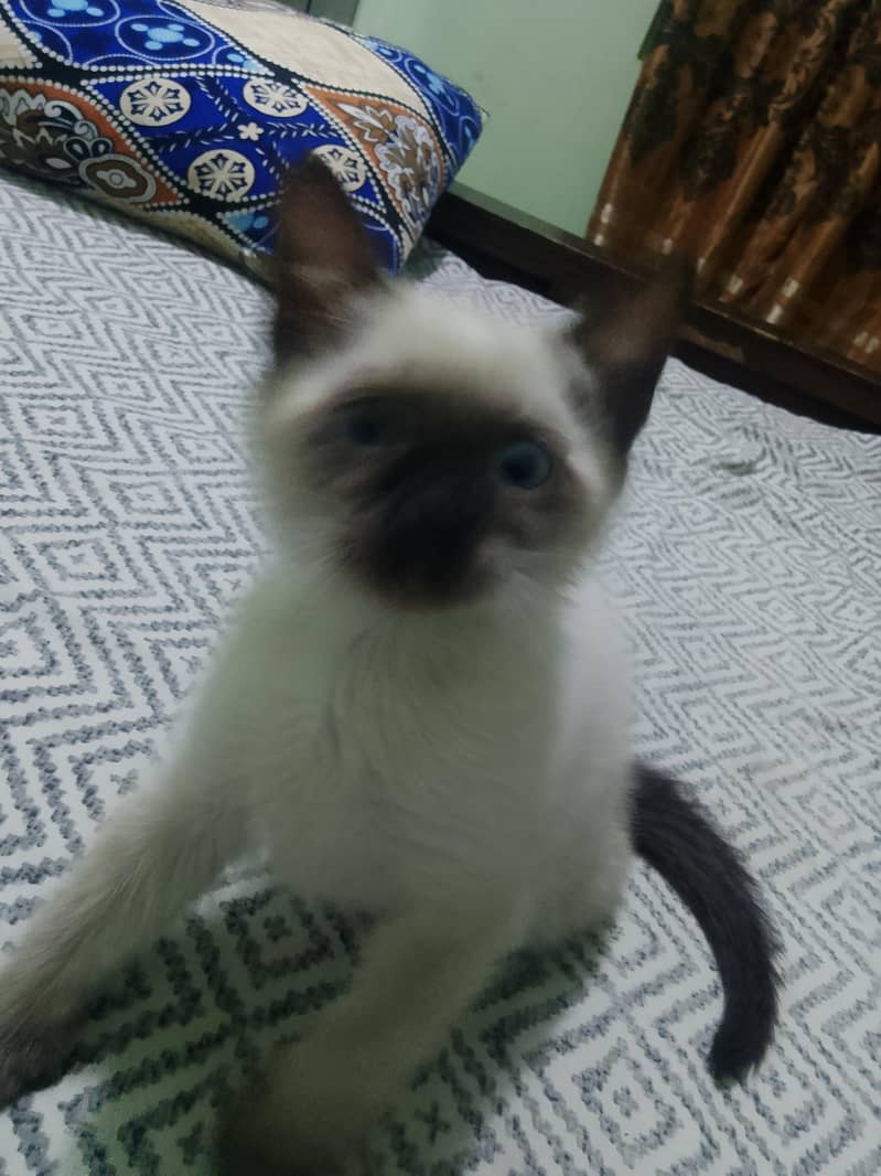 siamese 2