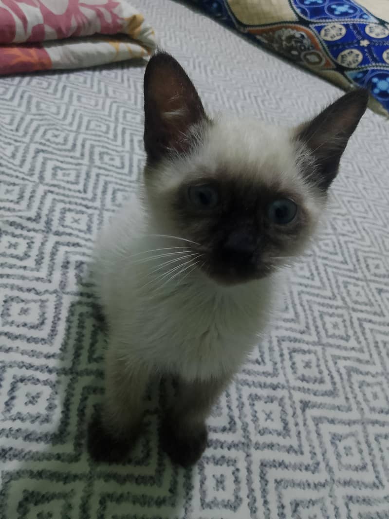 siamese 3