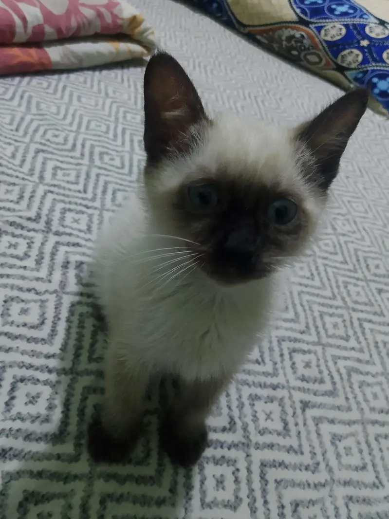 siamese — photo 4