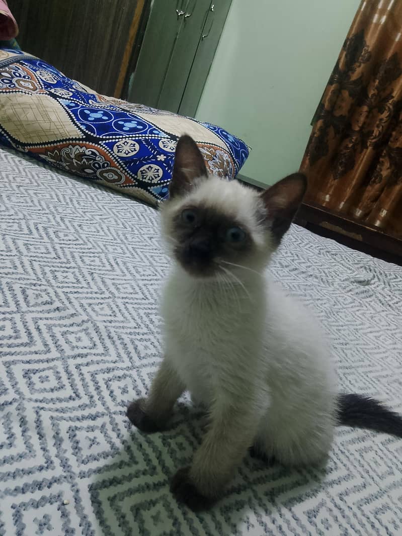 siamese 4