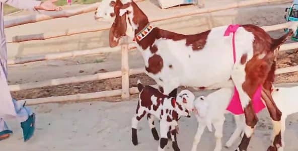 3 Bacchon Ka Sath Desi Bakri For Sale call _03203194073