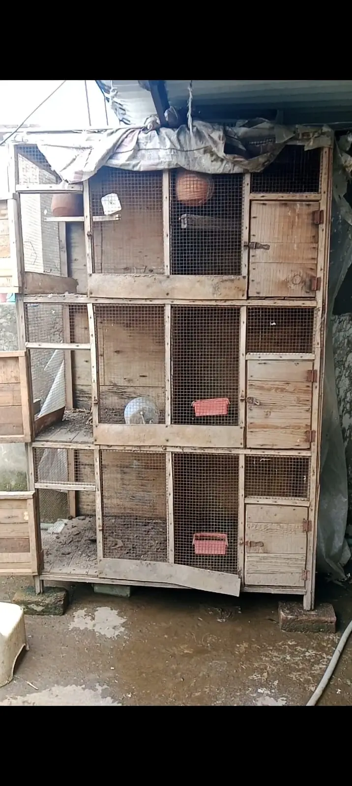 Cages | bird cage | wooden cage | portion cage | pinjra for sale