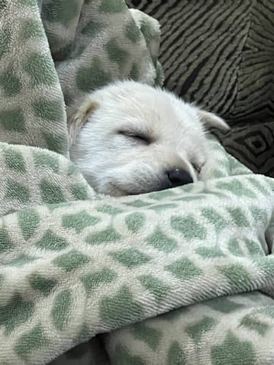 Dogie