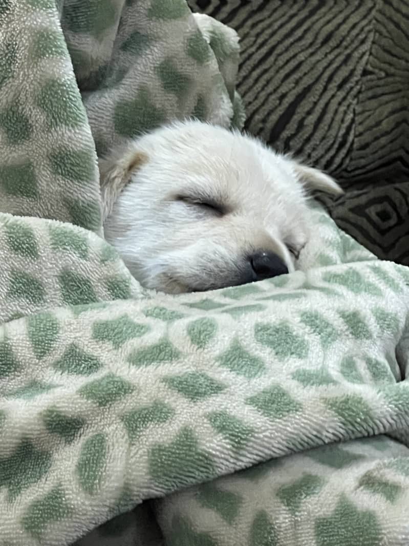 Dogie 0